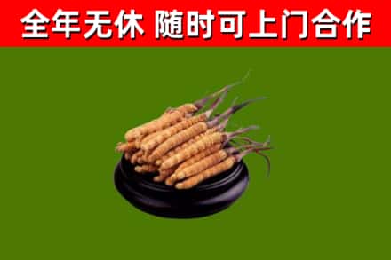 临清烟酒回收冬虫夏草.jpg
