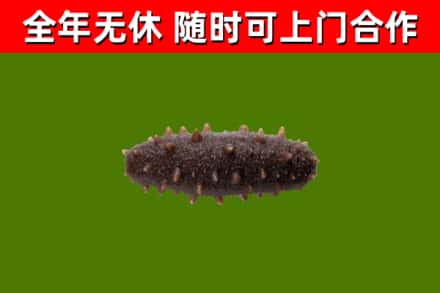 临清烟酒回收干海参.jpg